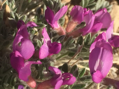 Oxytropis oreophila