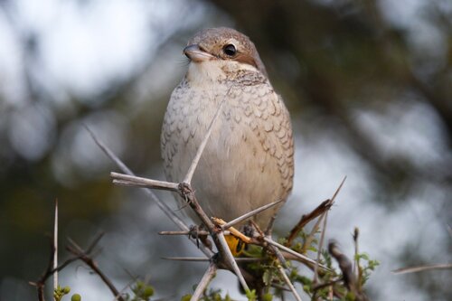 Red-backed Shrike