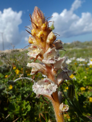 Orobanche crenata