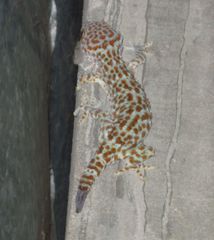 Gekko gecko