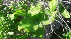 Tetragonia implexicoma