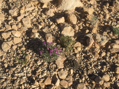 Oxytropis oreophila