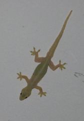 Hemidactylus platyurus