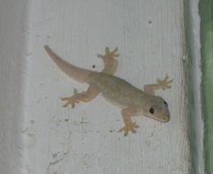 Hemidactylus platyurus