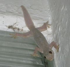 Hemidactylus platyurus