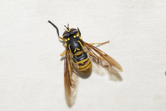 Spilomyia alcimus