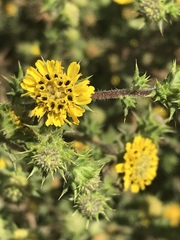 Centromadia parryi australis