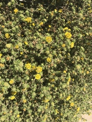 Centromadia parryi australis