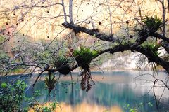 Tillandsia multicaulis