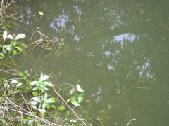 Occidozyga lima