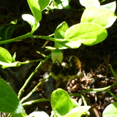 Bombus mixtus