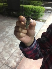 Enaphalodes hispicornis