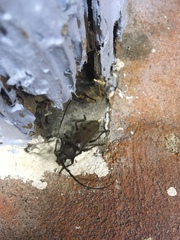 Enaphalodes hispicornis