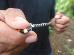 Scolecophis atrocinctus