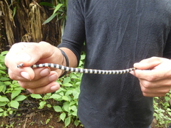 Scolecophis atrocinctus