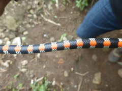 Scolecophis atrocinctus