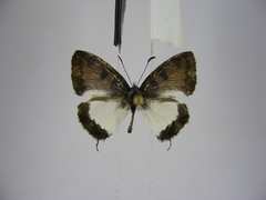 Uranothauma heritsia intermedia