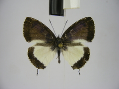 Uranothauma heritsia intermedia