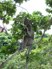 Macaca fascicularis