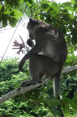 Macaca fascicularis