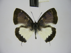 Uranothauma heritsia intermedia