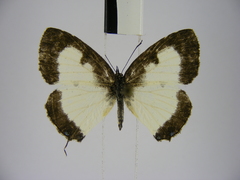 Uranothauma heritsia intermedia