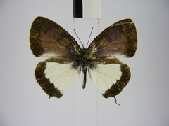 Uranothauma heritsia intermedia