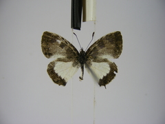 Uranothauma heritsia intermedia