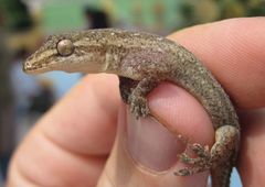 Hemidactylus frenatus