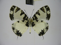 Uranothauma heritsia intermedia