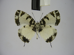 Uranothauma heritsia intermedia