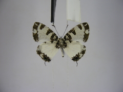 Uranothauma heritsia intermedia