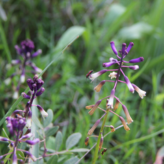 Bellevalia trifoliata