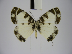 Uranothauma heritsia intermedia