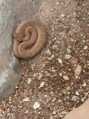 Crotalus oreganus concolor
