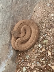 Crotalus oreganus concolor