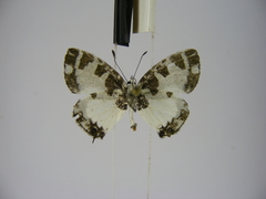 Uranothauma heritsia intermedia