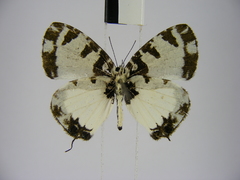 Uranothauma heritsia intermedia