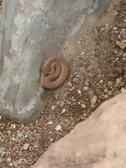 Crotalus oreganus concolor
