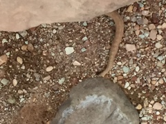 Crotalus oreganus concolor