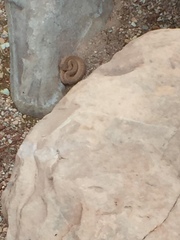 Crotalus oreganus concolor