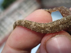 Hemidactylus frenatus