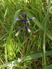 Bellevalia trifoliata