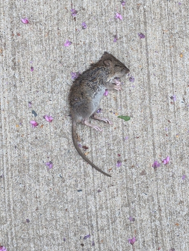 Rat photographed near here on 2025-04-25