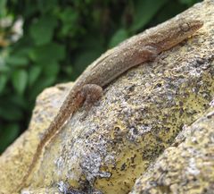 Hemidactylus frenatus