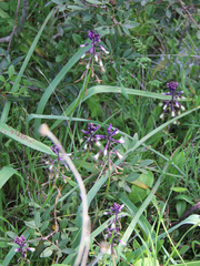 Bellevalia trifoliata