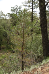 Pinus leiophylla