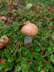 Leccinum