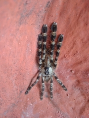 Poecilotheria
