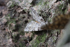 Catocala duplicata